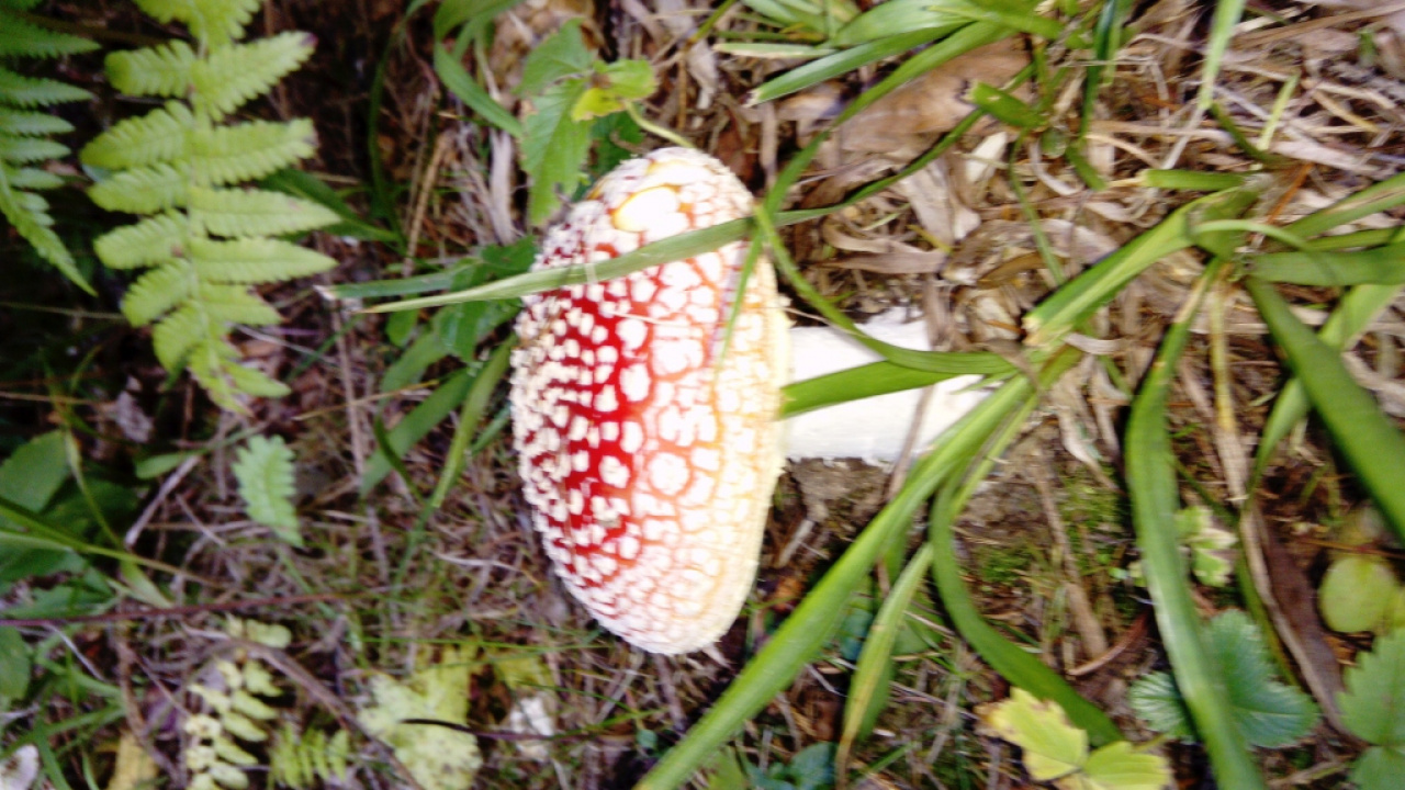 Turistický oddiel Dorina Turistický oddiel Dorina